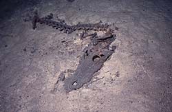 Crocodile in Crustacea Cave